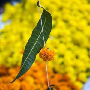 Tulasi Vivaah Puja